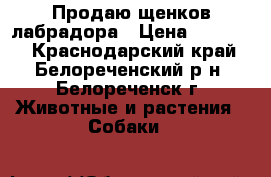 Продаю щенков лабрадора › Цена ­ 10 000 - Краснодарский край, Белореченский р-н, Белореченск г. Животные и растения » Собаки   
